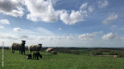 Sheep and lambs in a grass field in spring, North Yorkshire, England, UK photo