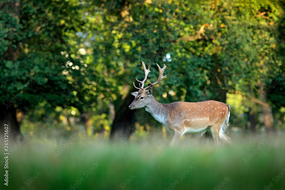Majestic powerful adult Fallow Deer, Dama dama, on the gree grassy meadow with forest, Czech Republic, Europe. Wildlife scene from nature, Europe. tseason in the habitat, animal behaviour. Majestic powerful adult Fallow Deer, Dama dama, on the gree grassy meadow with forest, Czech Republic, Europe. Wildlife scene from nature, Europe. tseason in the habitat, animal behaviour.
