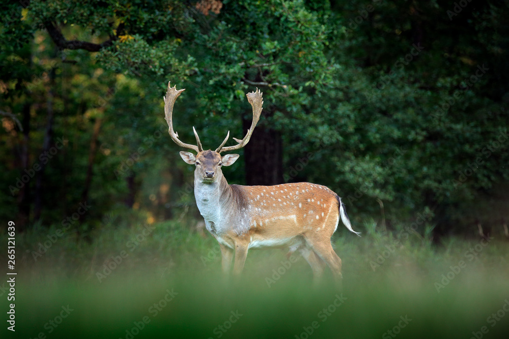 Majestic powerful adult Fallow Deer, Dama dama, on the gree grassy meadow with forest, Czech Republic, Europe. Wildlife scene from nature, Europe. tseason in the habitat, animal behaviour. Majestic powerful adult Fallow Deer, Dama dama, on the gree grassy meadow with forest, Czech Republic, Europe. Wildlife scene from nature, Europe. tseason in the habitat, animal behaviour.