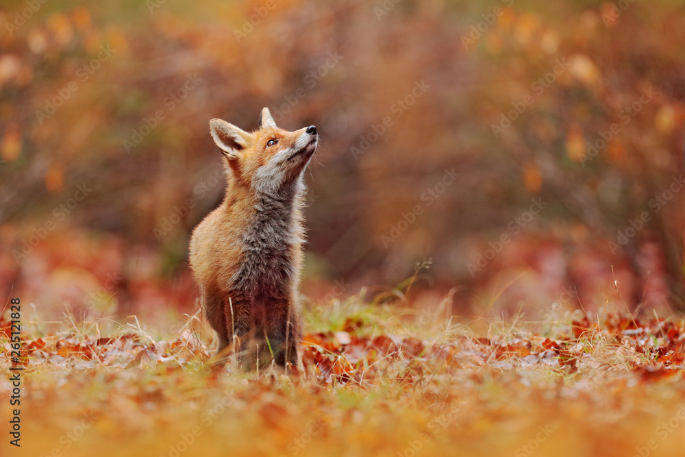 Red fox running on orange autumn leaves. Cute Red Fox, Vulpes vulpes in  fall forest. Beautiful