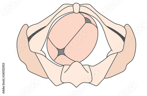 Left Occiput Anterior LOA Baby Fetal Position Pelvis - ROA Right photo