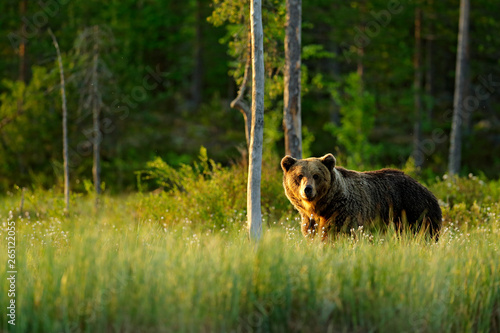 Morning light with big brown bear walking around lake in the morning light. Dangerous animal in nature forest and meadow habitat. Wildlife scene from Finland near Russian border. photo