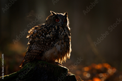 Egle owl in sunset, orange backlight in the forest. Eurasian Eagle Owl sitting on the tree stump in habitat, photo with backlight, bird action scene in the forest, Germany, Europe