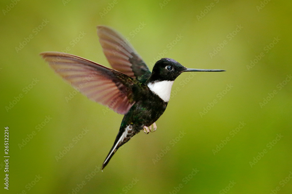 Fototapeta premium Hummingbird with flower. Collared Inca, Coeligena torquata, dark green black and white hummingbird flying next to beautiful orange flower, Colombia. Wildlife scene from nature.
