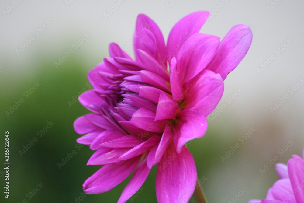 Dalia Dalia