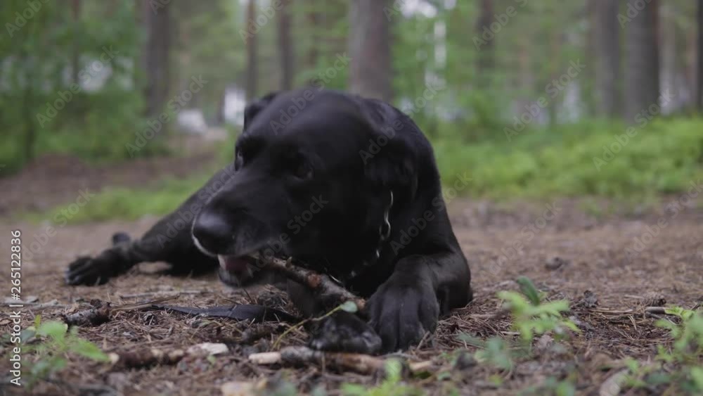 A beautiful healthy black dog chewing on a stick in the countryside. LOW ANGLE DOLLY SHOT. A beautiful healthy black dog chewing on a stick in the countryside. LOW ANGLE DOLLY SHOT.