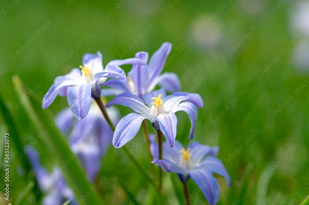 blue snowdrop close-up on green background blue snowdrop close-up on green background