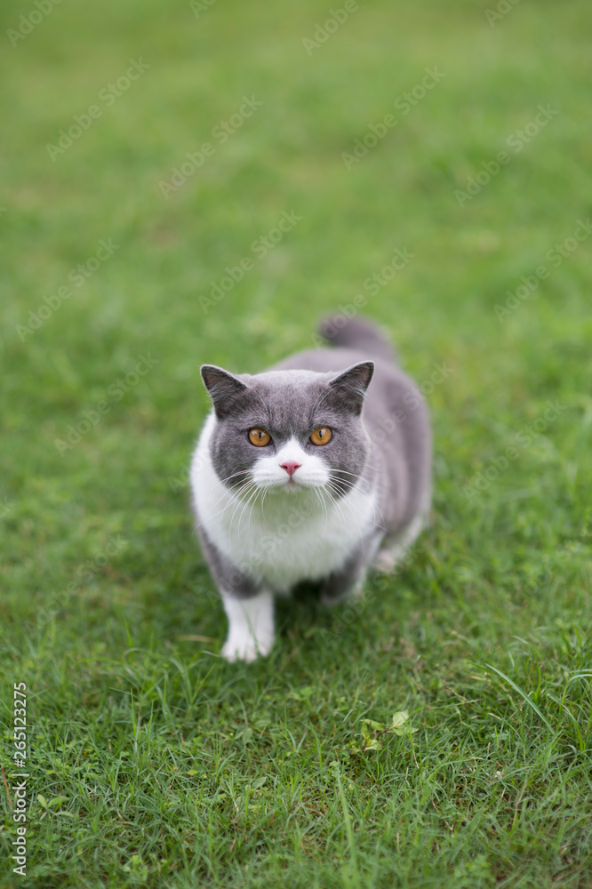 Cute british shorthair playing on the grass