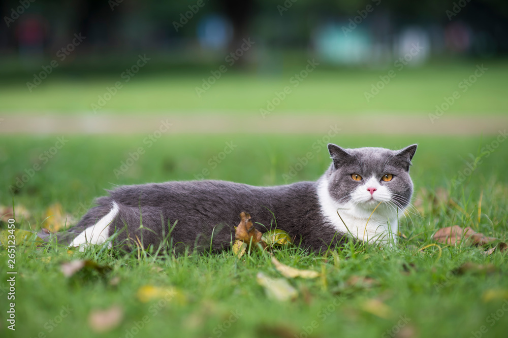 Cute british shorthair playing on the grass