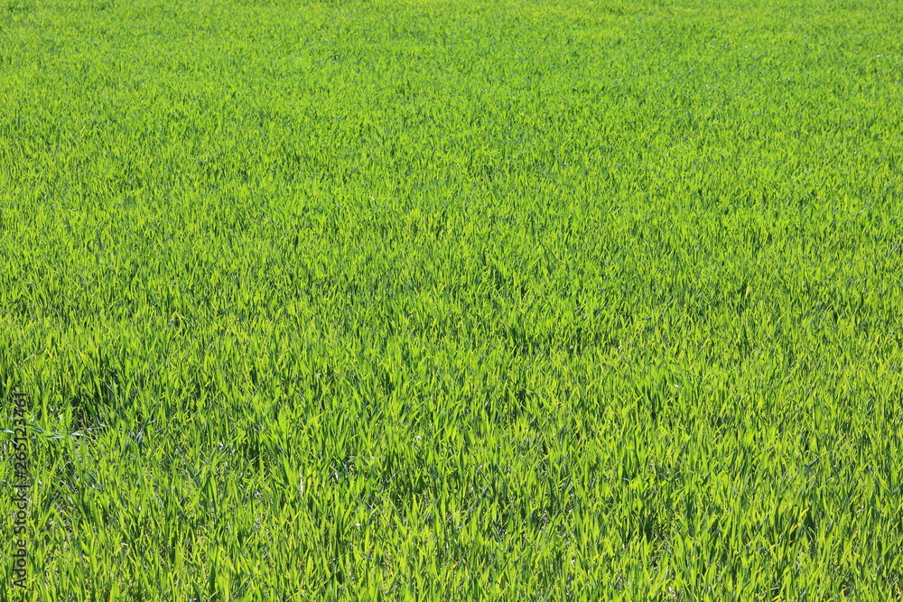 Fototapeta Naturalne zielone tło z soczystej wiosny zielona trawa
