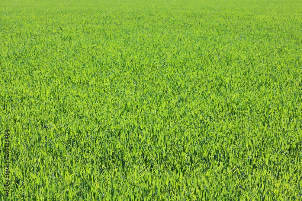 Natural green background with juicy spring green grass Natural green background with juicy spring green grass