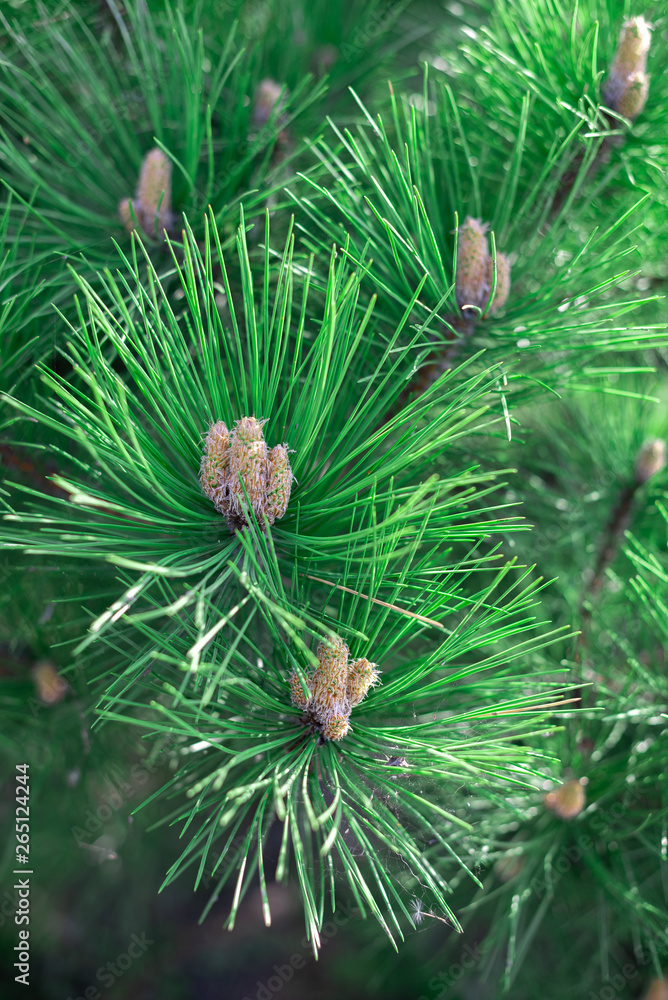 Pine cones and long needles of the Ponderosa pine tree. Pine cones and long needles of the Ponderosa pine tree.
