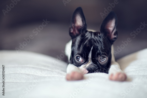 Boston Terrier Puppy © Nailia Schwarz