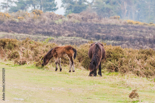 Dartmoor  Devon  Heidelandschaft  Wanderweg  Moor  Naturschutz  Pferde  Fr  hling  S  dengland