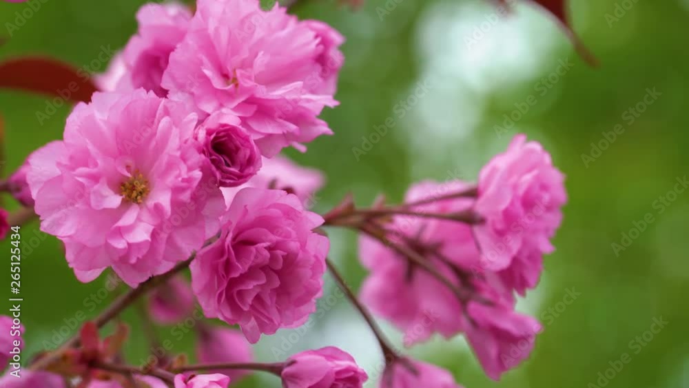 Closeup view of beautiful young pink sakura flowers blooming outdoors in spring park. Real time 4k video footage. Closeup view of beautiful young pink sakura flowers blooming outdoors in spring park. Real time 4k video footage.