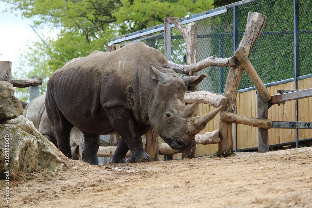 Obraz premium rhinocéros