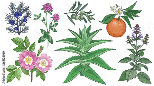 Dog rose, clover, juniper, aloe vera, olive branch, bitter orange and holy basil. Set of medical herbs.