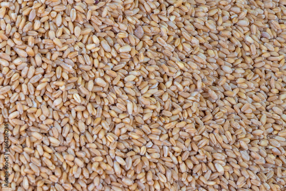 Whole wheat close up, texture or background Whole wheat close up, texture or background