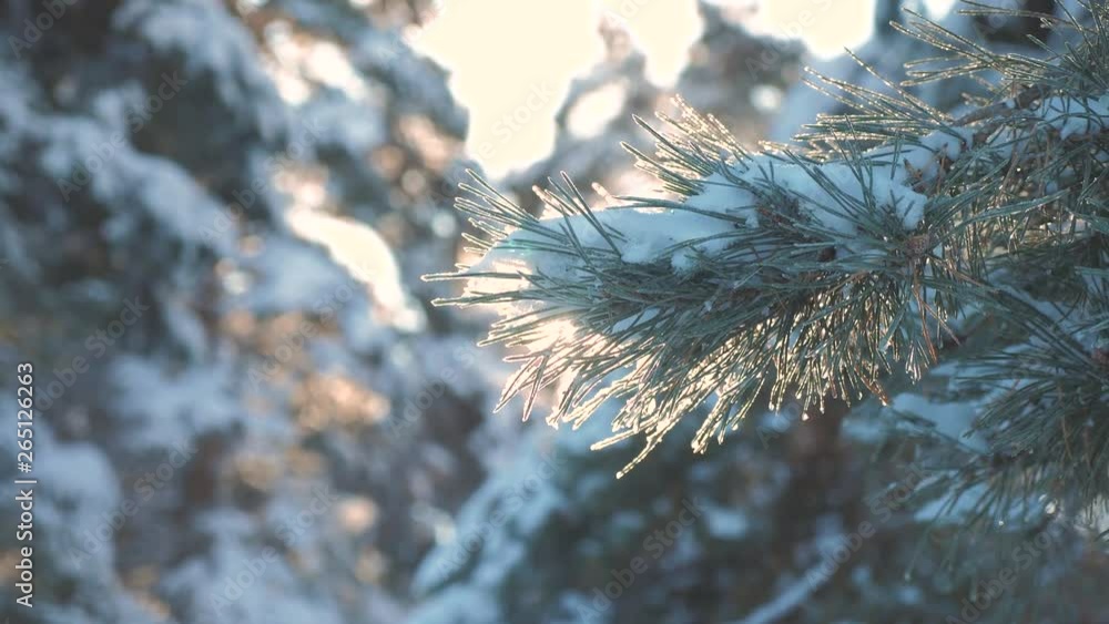pine tree branch sunlight glare winter landscape during sunset. winter pine the sun forest in the snow sunlight movement. frozen frost Christmas New Year tree. concept new year winter. slow motion