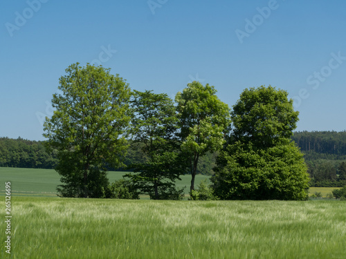Field an trees in summer