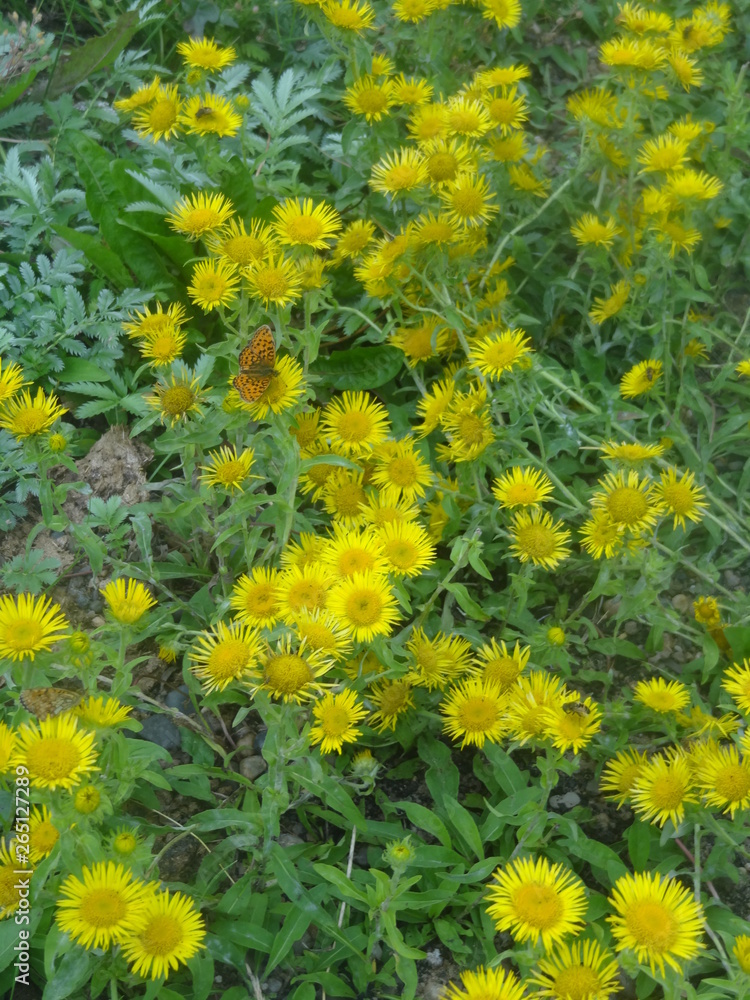 Obraz premium flower, yellow, nature, field, spring, flowers, plant, summer, green, meadow, blossom, flora, beauty, grass, garden, agriculture, bloom, beautiful, color, bright, dandelion, leaf, floral, natural, blo