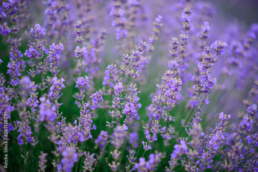 Lavender flowers on the field. close-up. Lavender flowers on the field. close-up.