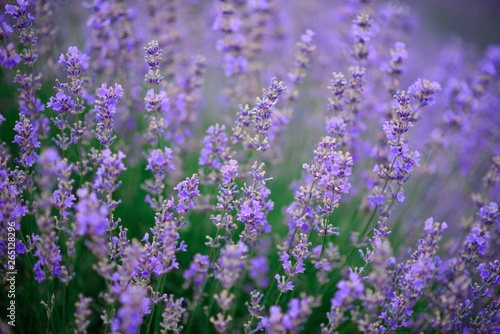 Lavender flowers on the field. close-up.