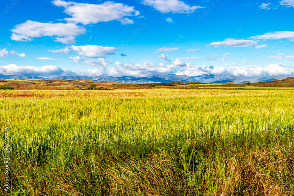 Beautiful May agricultural landscape on the Camino de Santiago, Way of St. James between Najera and Azofra in La Rioja, Spain Beautiful May agricultural landscape on the Camino de Santiago, Way of St. James between Najera and Azofra in La Rioja, Spain