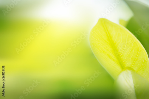 the nature background abstract, blur nature background, green leaf in nature background