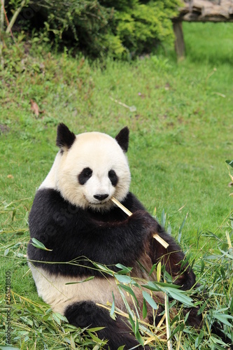 panda