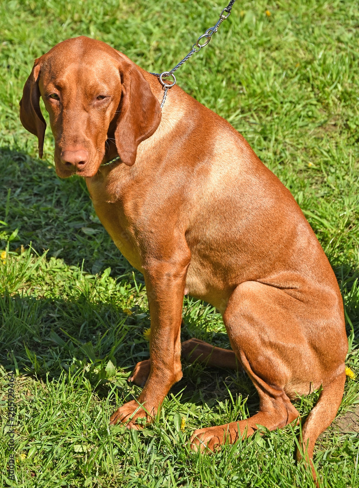 Young vizsla dog sits on the grass Young vizsla dog sits on the grass