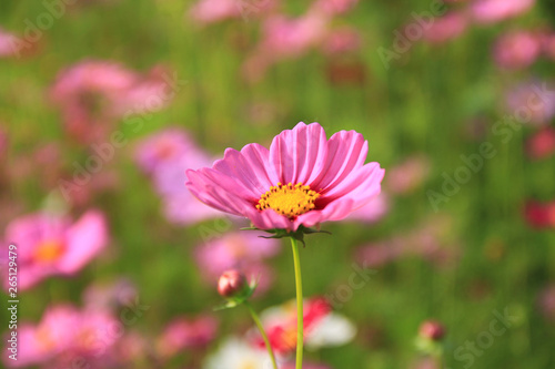 Sweet pink cosmos flowers are blooming in the outdoor garden with blurred natural background  So beautiful.