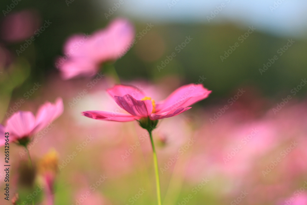 Sweet pink cosmos flowers are blooming in the outdoor garden with blurred natural background, So beautiful. Sweet pink cosmos flowers are blooming in the outdoor garden with blurred natural background, So beautiful.