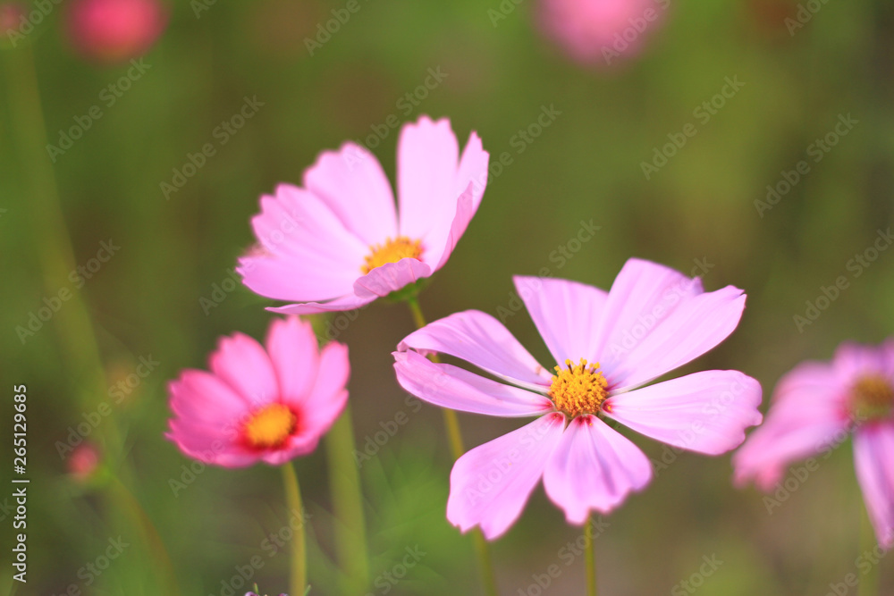 Sweet pink cosmos flowers are blooming in the outdoor garden with blurred natural background, So beautiful. Sweet pink cosmos flowers are blooming in the outdoor garden with blurred natural background, So beautiful.