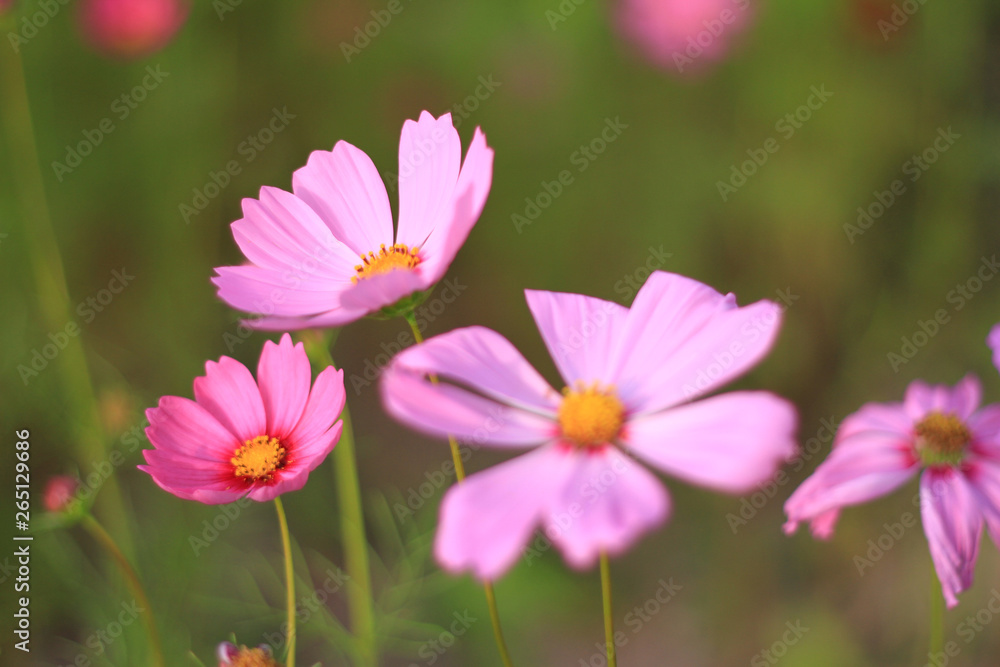 Sweet pink cosmos flowers are blooming in the outdoor garden with blurred natural background, So beautiful. Sweet pink cosmos flowers are blooming in the outdoor garden with blurred natural background, So beautiful.