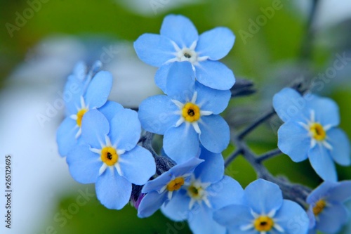 Fragile blue forget-me-not macro. Fantasy gente floral background