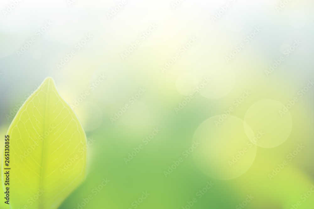 the nature background abstract, blur nature background, green leaf in nature background the nature background abstract, blur nature background, green leaf in nature background