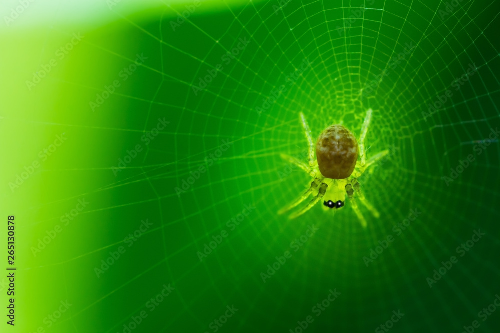 spider on web and green background, macro spider on web, animal in wild spider on web and green background, macro spider on web, animal in wild