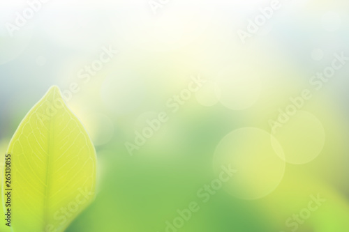 the nature background abstract, blur nature background, green leaf in nature background © taweesak