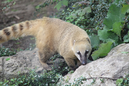 coatis