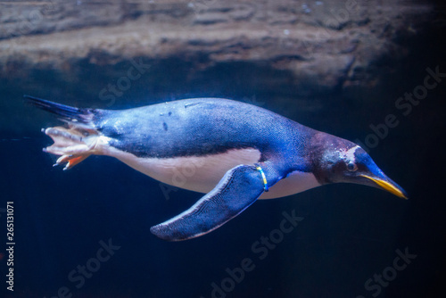 Pingüino nadando bajo el agua