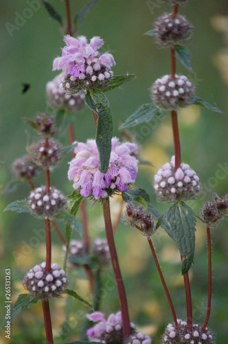 purple flowers of Phlomis Agraria in a field photo