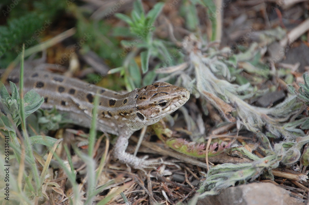 photo grey lizard from Russia living in the fields photo grey lizard from Russia living in the fields