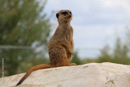 suricate