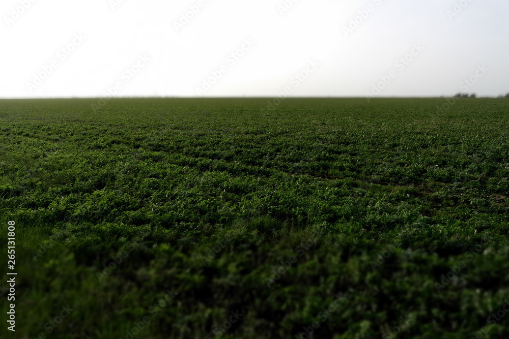 Green grass background texture