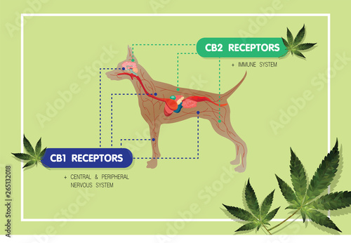 you dog cannabinoid receptors CB1 and CB2