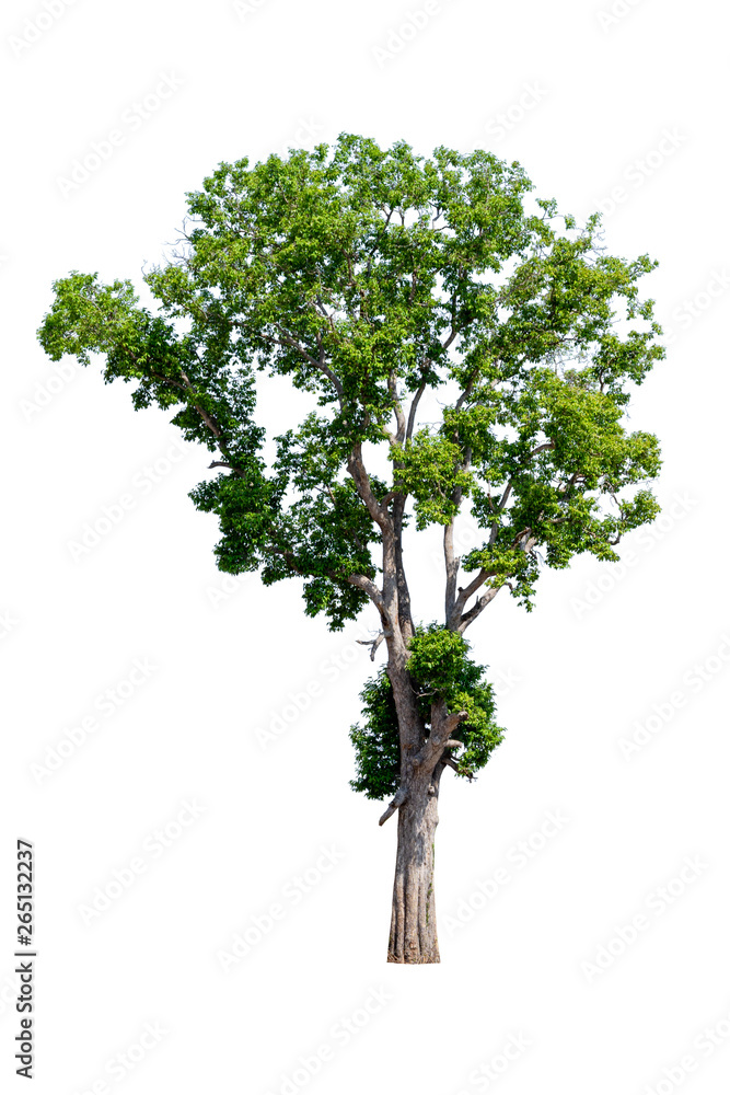 isolated tree white background isolated tree white background