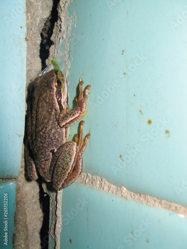 Hylidae. The European tree frog (Hyla arborea formerly Rana arborea) is a small tree frog found in Europe. photo