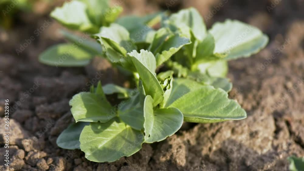 Green field of young soya bean plants. Spring coming to land. Young green wheat growing in soil. Green sprouts of soy in field outdoors. Soybean seedlings growing in meadow. Green field of young soya bean plants. Spring coming to land. Young green wheat growing in soil. Green sprouts of soy in field outdoors. Soybean seedlings growing in meadow.