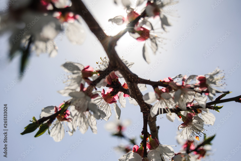 Spring cherry blossoms and Sunny day Spring cherry blossoms and Sunny day